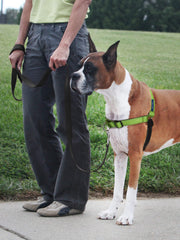 PetSafe harnais porté sur chien montrant maintien et meilleure direction