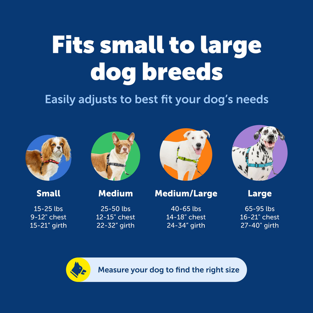 PetSafe zoom sur l'attache ventrale et la boucle martingale pour guidage