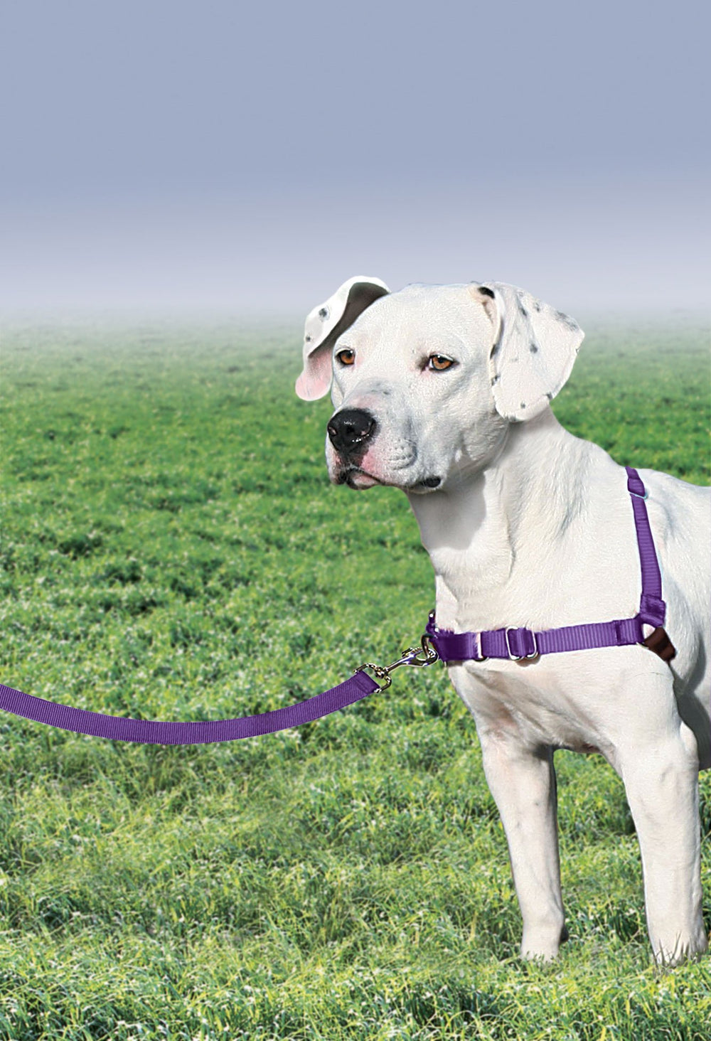 PetSafe boucle martingale en gros plan illustrant contrôle doux
