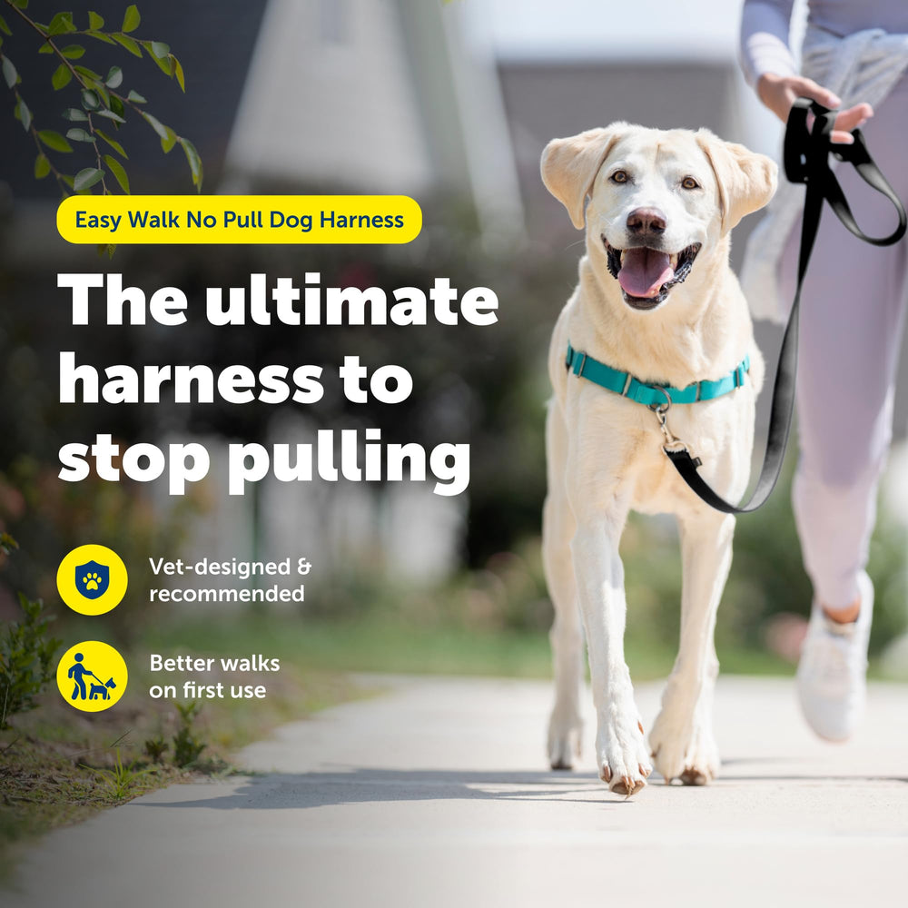 PetSafe gros plan boucle martingale frontale montrant contrôle progressif