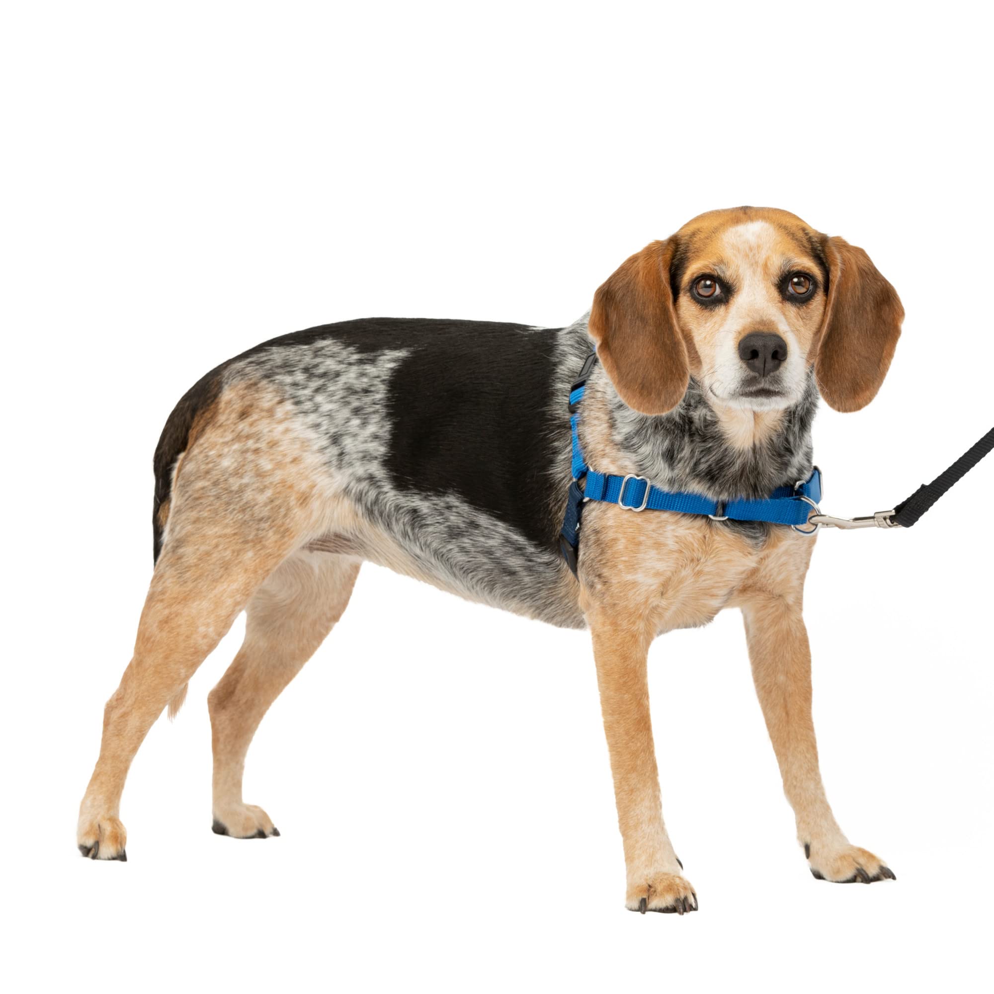 PetSafe Easy Walk face avant montrant l’attache frontale, sécurise la promenade