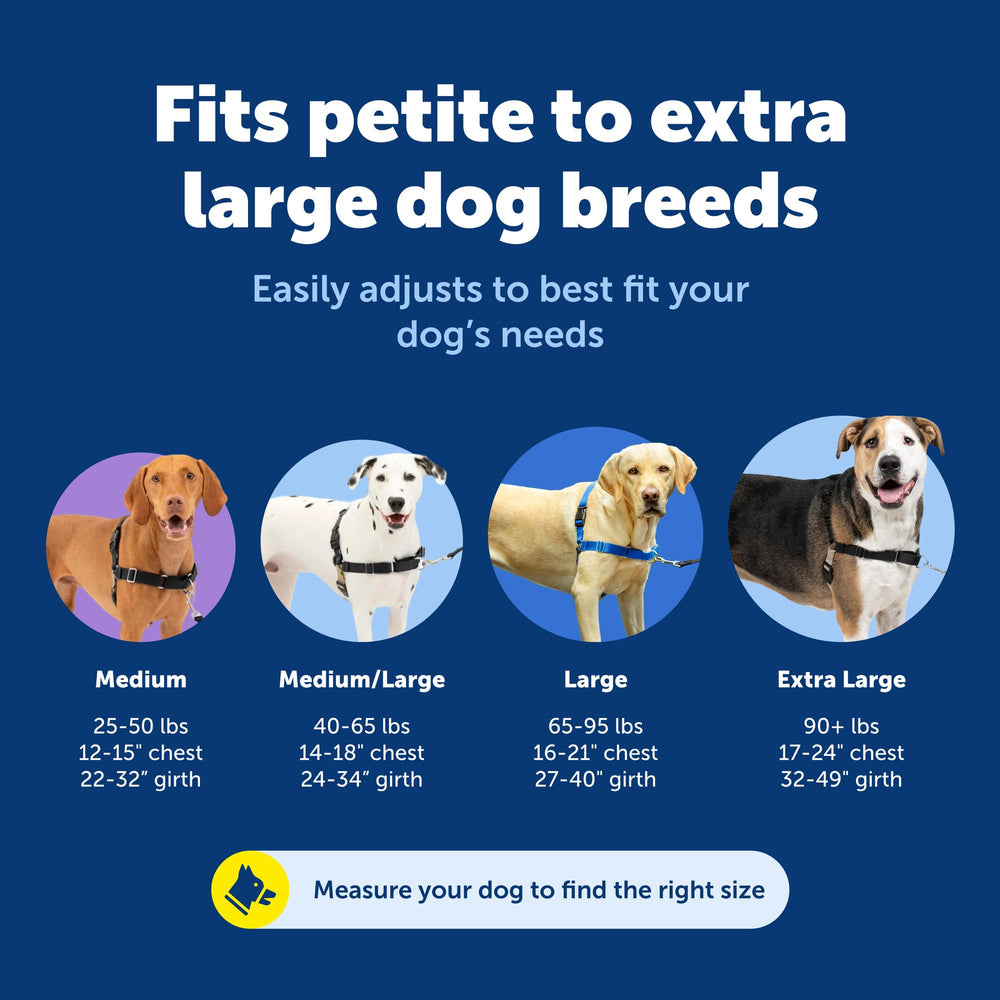 PetSafe harnais en usage promenade avec chien bien guidé et promenade sereine