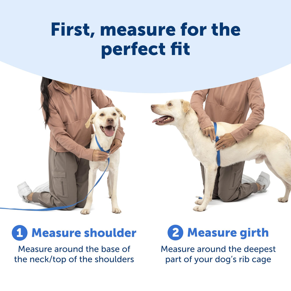PetSafe harnais Easy Walk chien en promenade au parc, facilité d'utilisation
