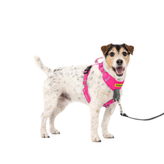 PetSafe harnais Easy Walk vue avant, maintien anti-traction immédiat