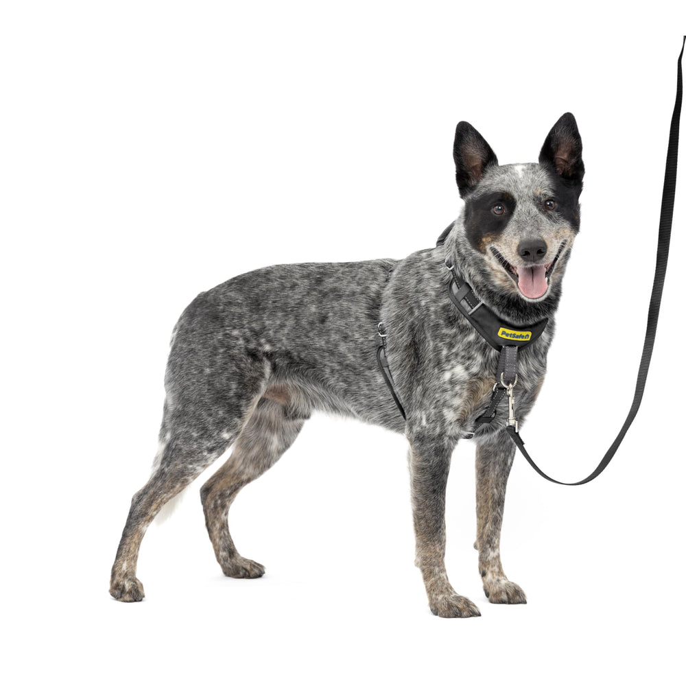 PetSafe harnais vue de face montrant ajustement et confort