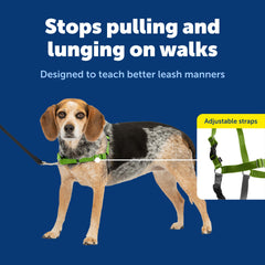 PetSafe harnais en usage attache frontale guidant le chien lors de la promenade