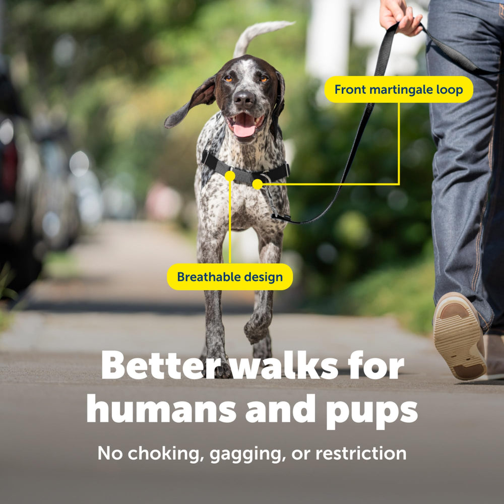 PetSafe harnais sur chien en promenade guidage sans pression au cou