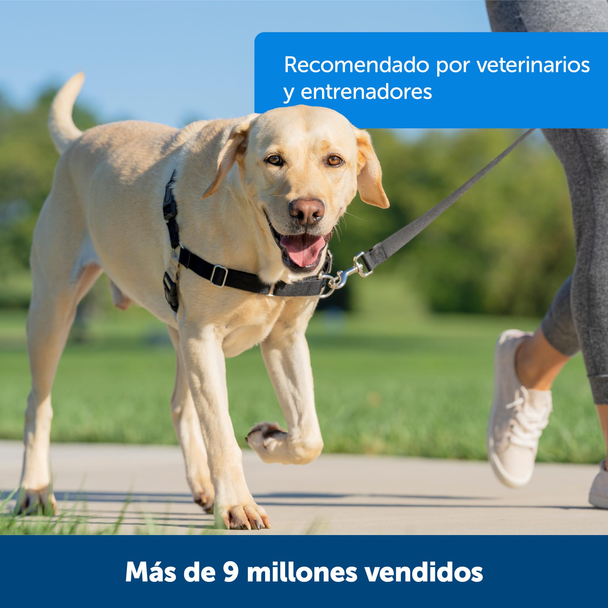 PetSafe harnais porté sur chien illustrant confort et liberté de mouvement