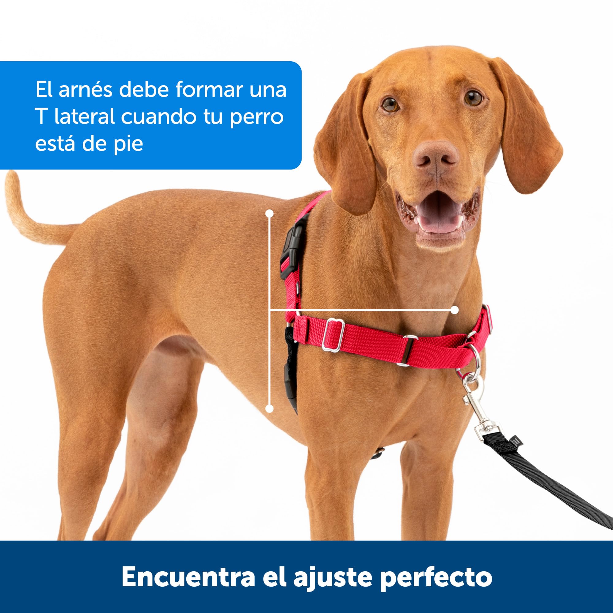 PetSafe harnais texture respirante offrant confort lors de longues sorties