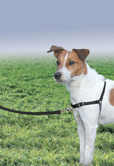 PetSafe gros plan boucle martingale illustrant contrôle anti-traction