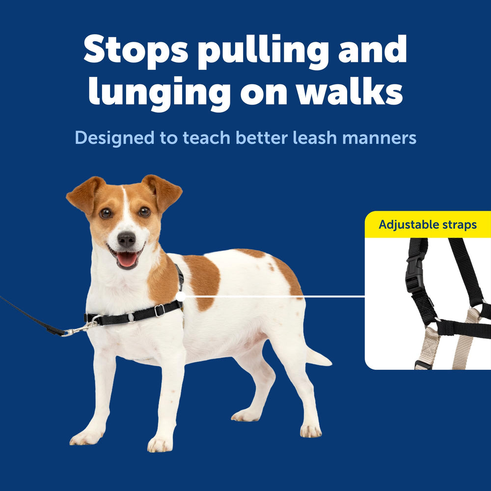 PetSafe chien portant le harnais en promenade urbaine pour sécurité