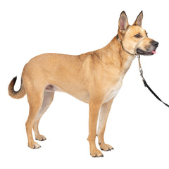 PetSafe vue avant de l'emballage montrant le collier anti-traction, confiance instantanée