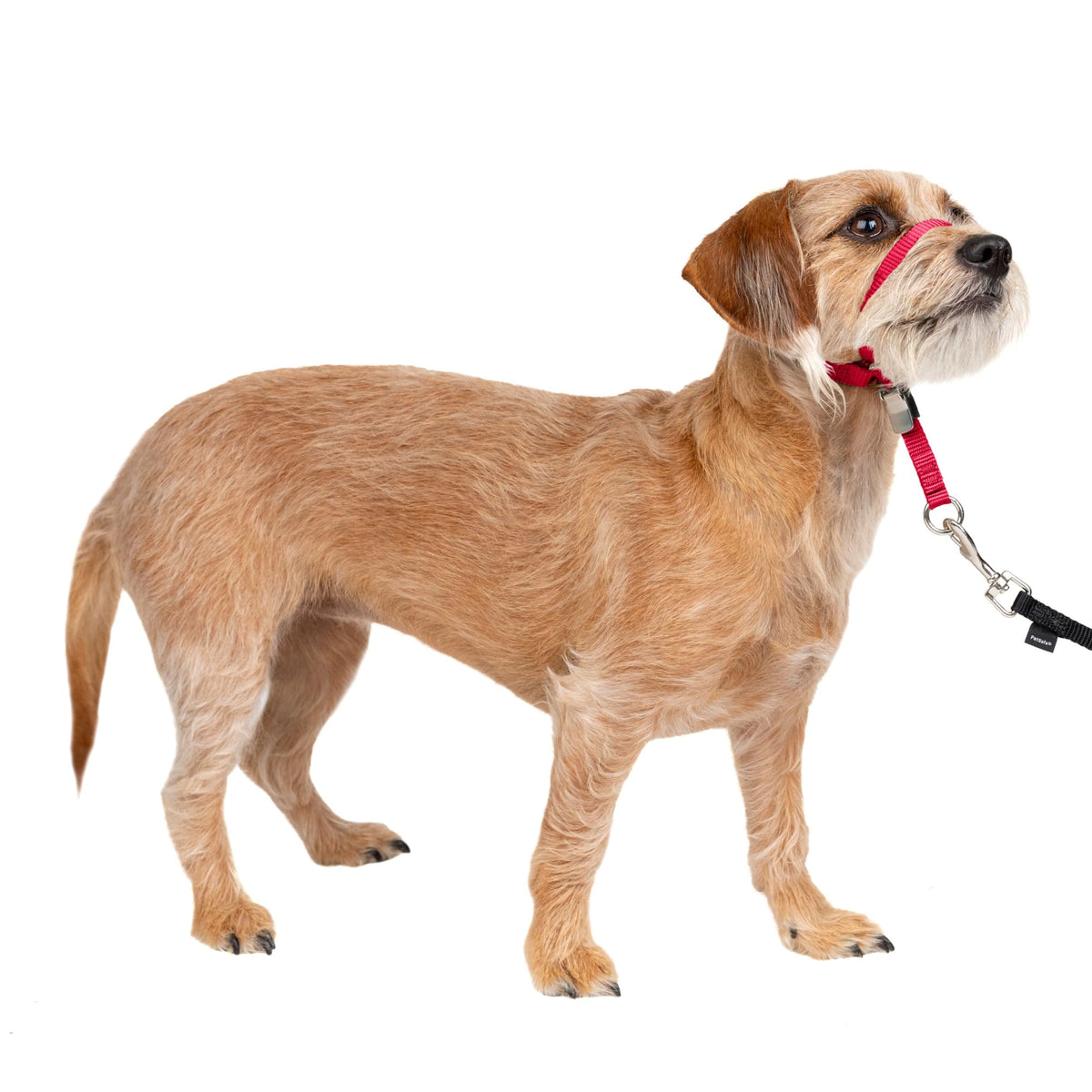 PetSafe Gentle Leader vue avant de l'emballage montrant la taille Small et couleur rouge