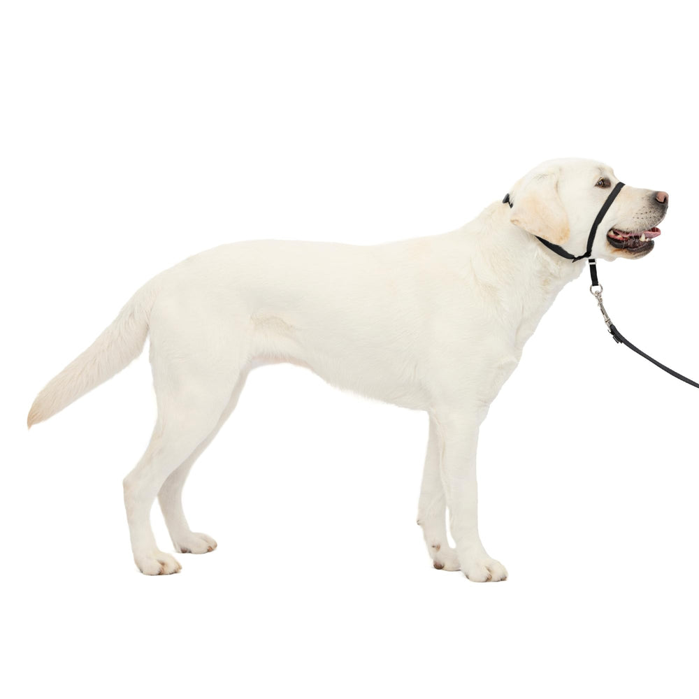 PetSafe Gentle Leader face avant montrant harnais-tête et finition confortable