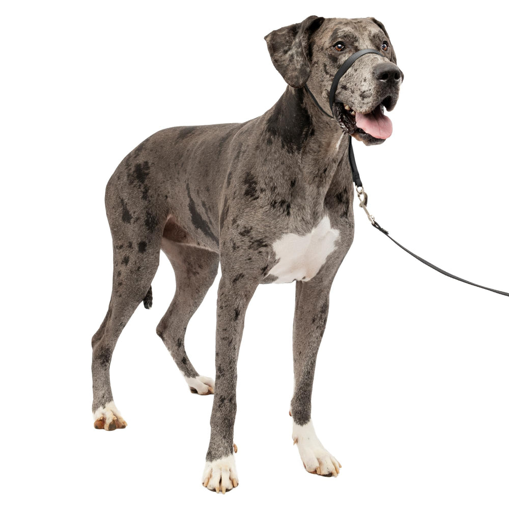 PetSafe Gentle Leader vue avant montrant ajustement sécurisé et confort
