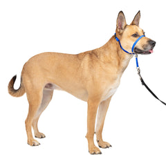 PetSafe vue avant du collier-tête montrant l’ajustement sécurisé et le confort