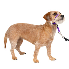 PetSafe emballage Gentle Leader Deep Purple montrant le produit et couleur