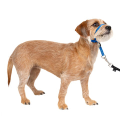 PetSafe packaging frontal montrant le Gentle Leader et bénéfice clarté