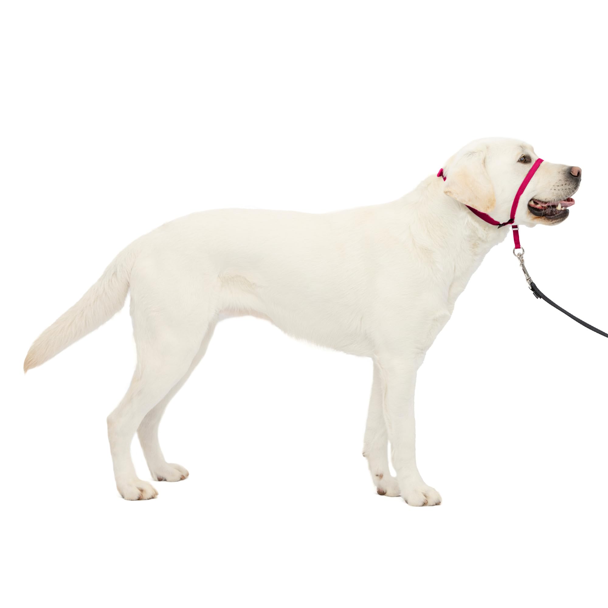 PetSafe Gentle Leader vue avant du packaging montrant couleur raspberry