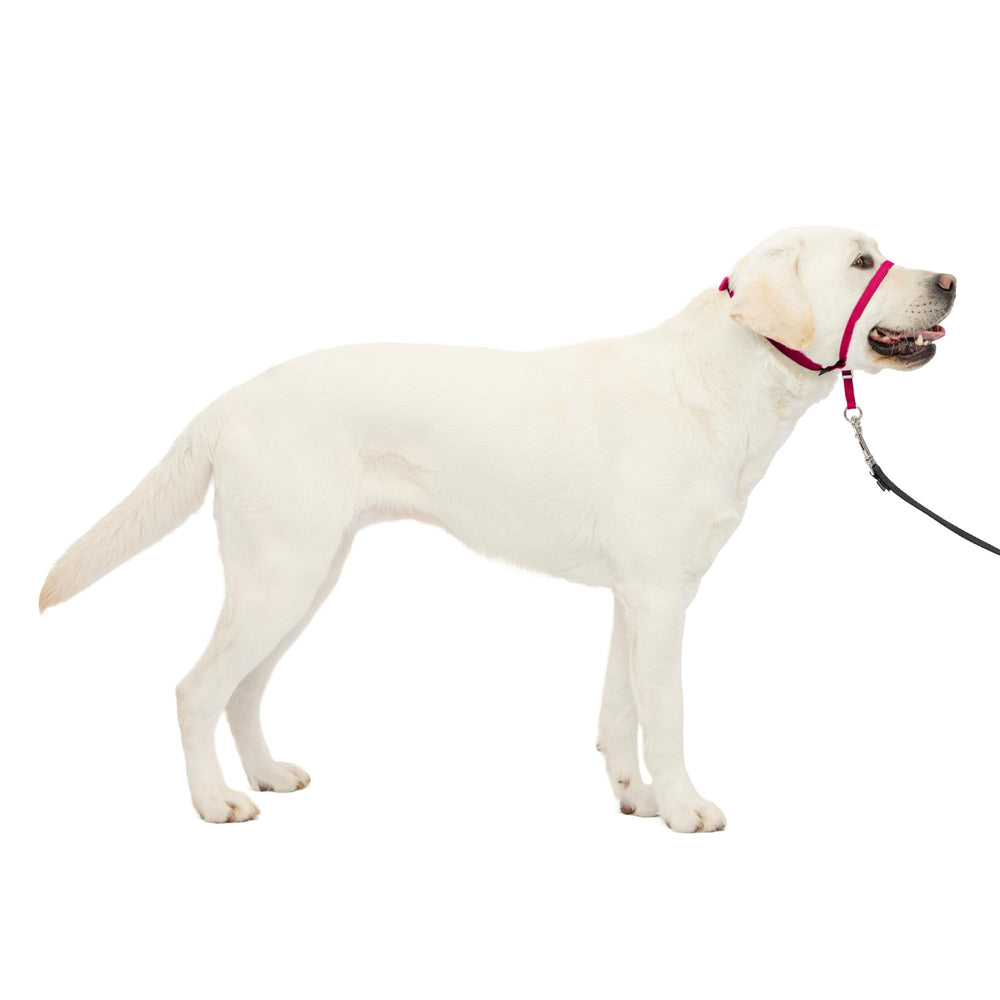 PetSafe Gentle Leader vue avant du packaging montrant couleur raspberry