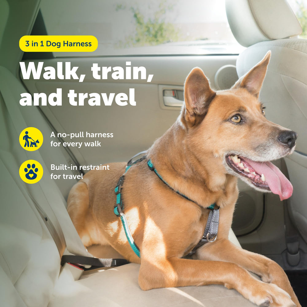 PetSafe gros plan sur sangles et boucles montrant réglages sécurisés