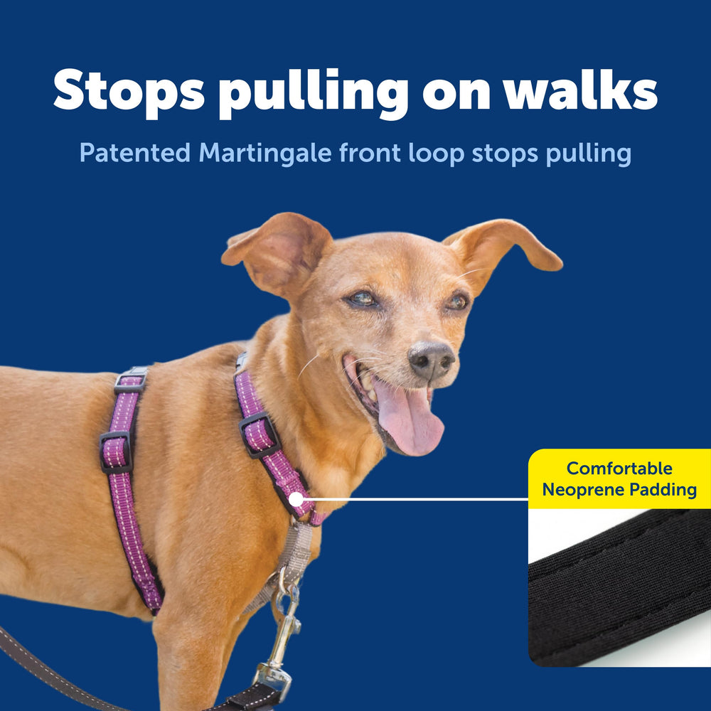 PetSafe attache frontale D-ring pour contrôle anti-traction