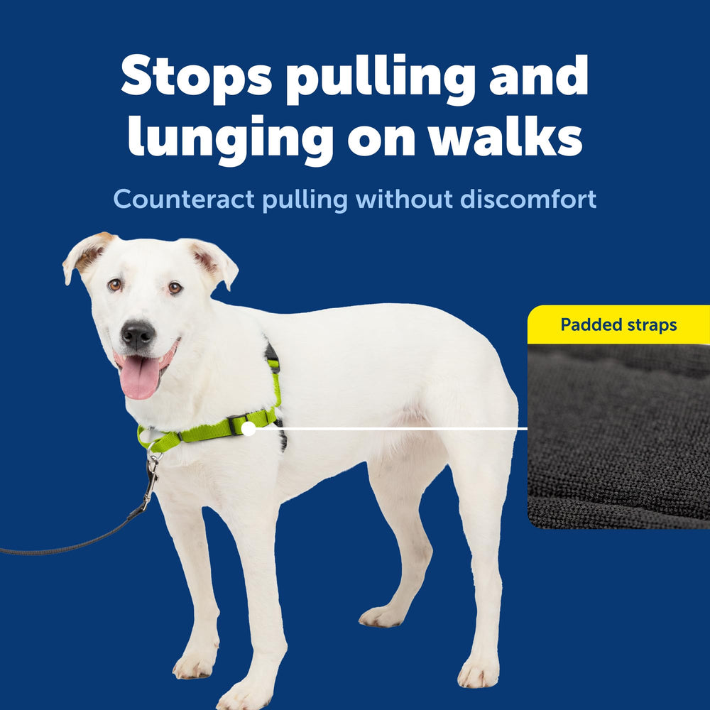 PetSafe bandes réfléchissantes visibles améliorant sécurité de nuit