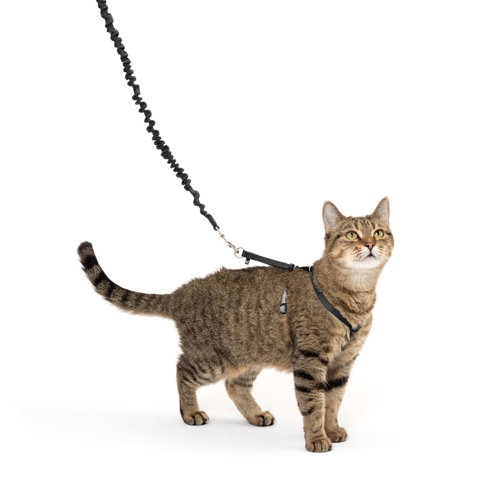 PetSafe harnais chat face avant montrant maintien sûr et design confortable