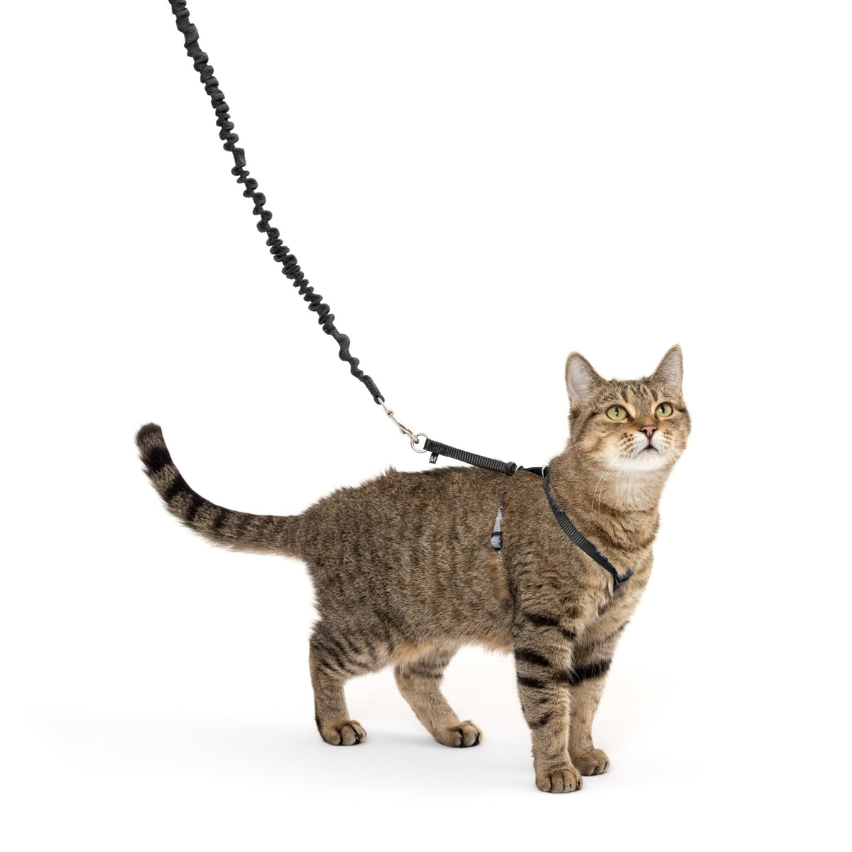 PetSafe harnais chat face avant montrant maintien sûr et design confortable