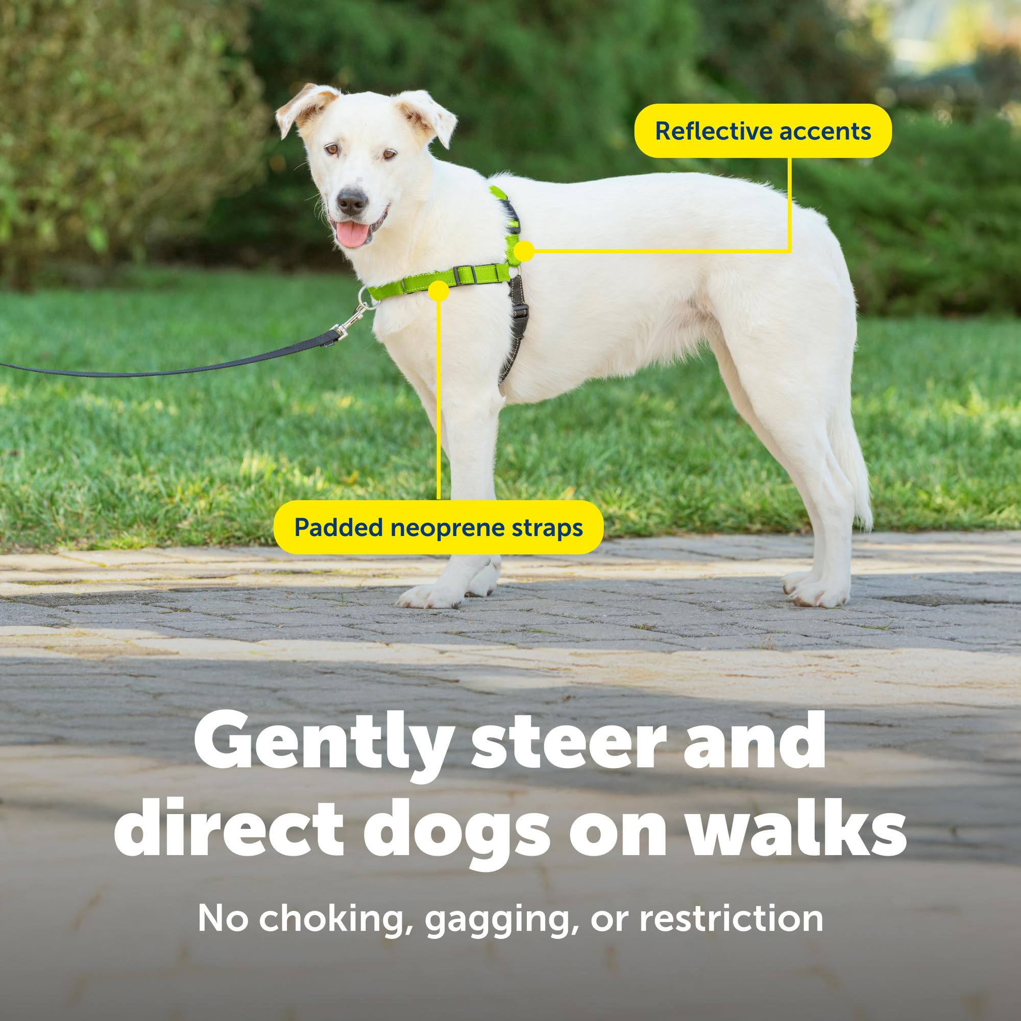 PetSafe chien en marche utilisant harnais réduisant la traction