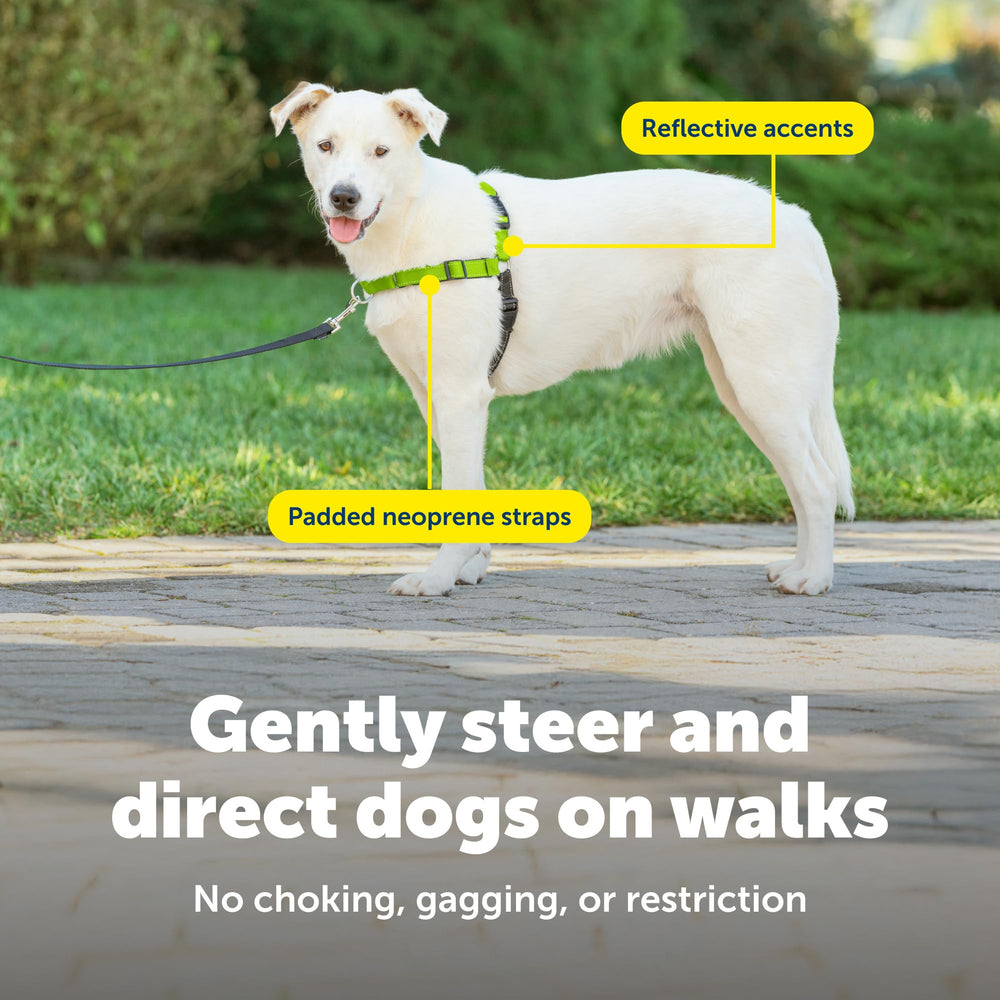 PetSafe chien en marche utilisant harnais réduisant la traction