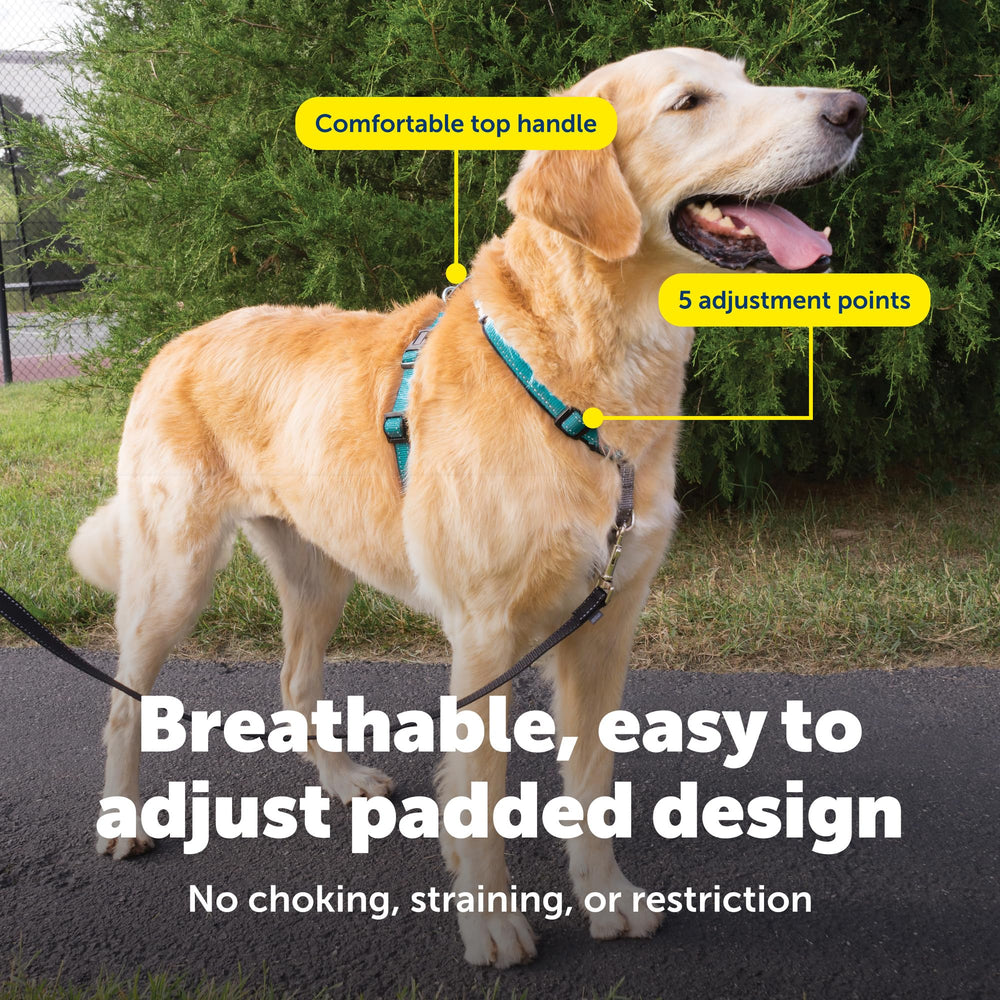 PetSafe harnais porté par chien en promenade pour contrôle réduit traction