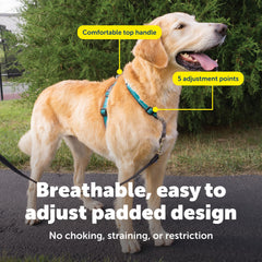 PetSafe harnais porté par chien en promenade pour contrôle réduit traction