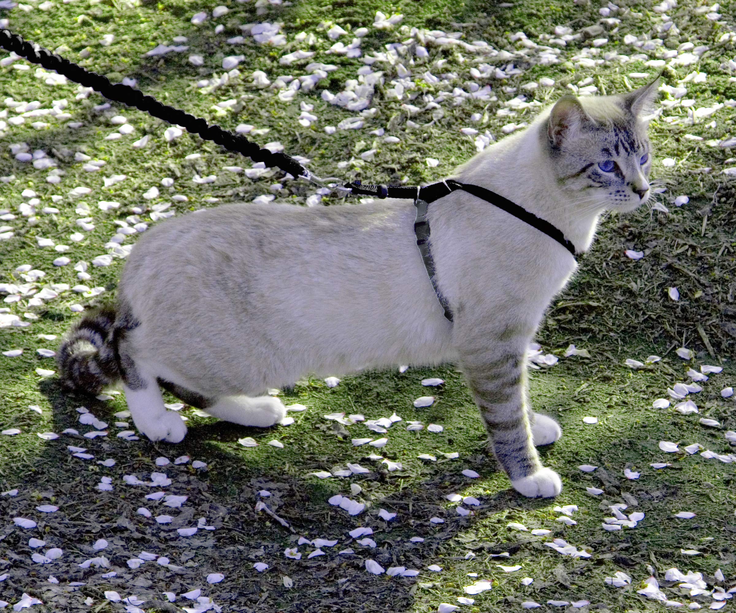 PetSafe harnais détail des sangles réglables offrant ajustement personnalisé