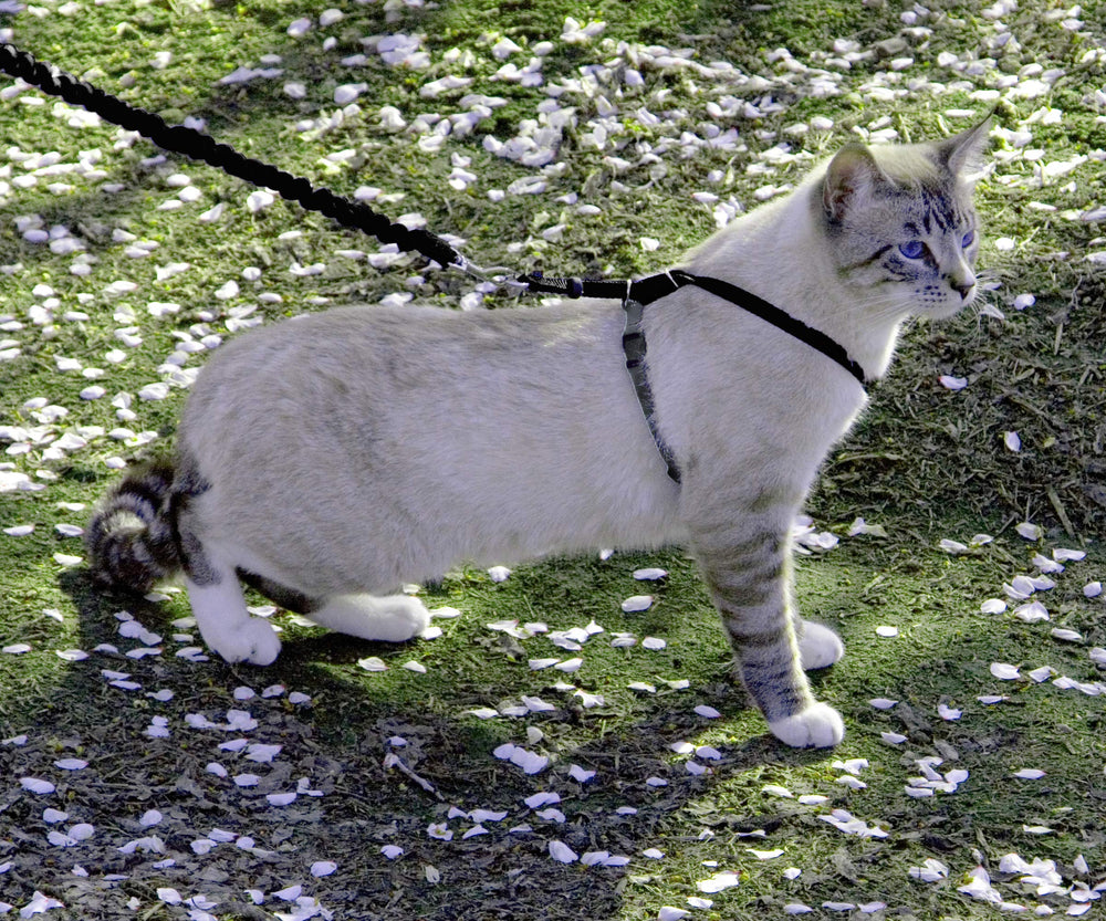 PetSafe harnais détail des sangles réglables offrant ajustement personnalisé