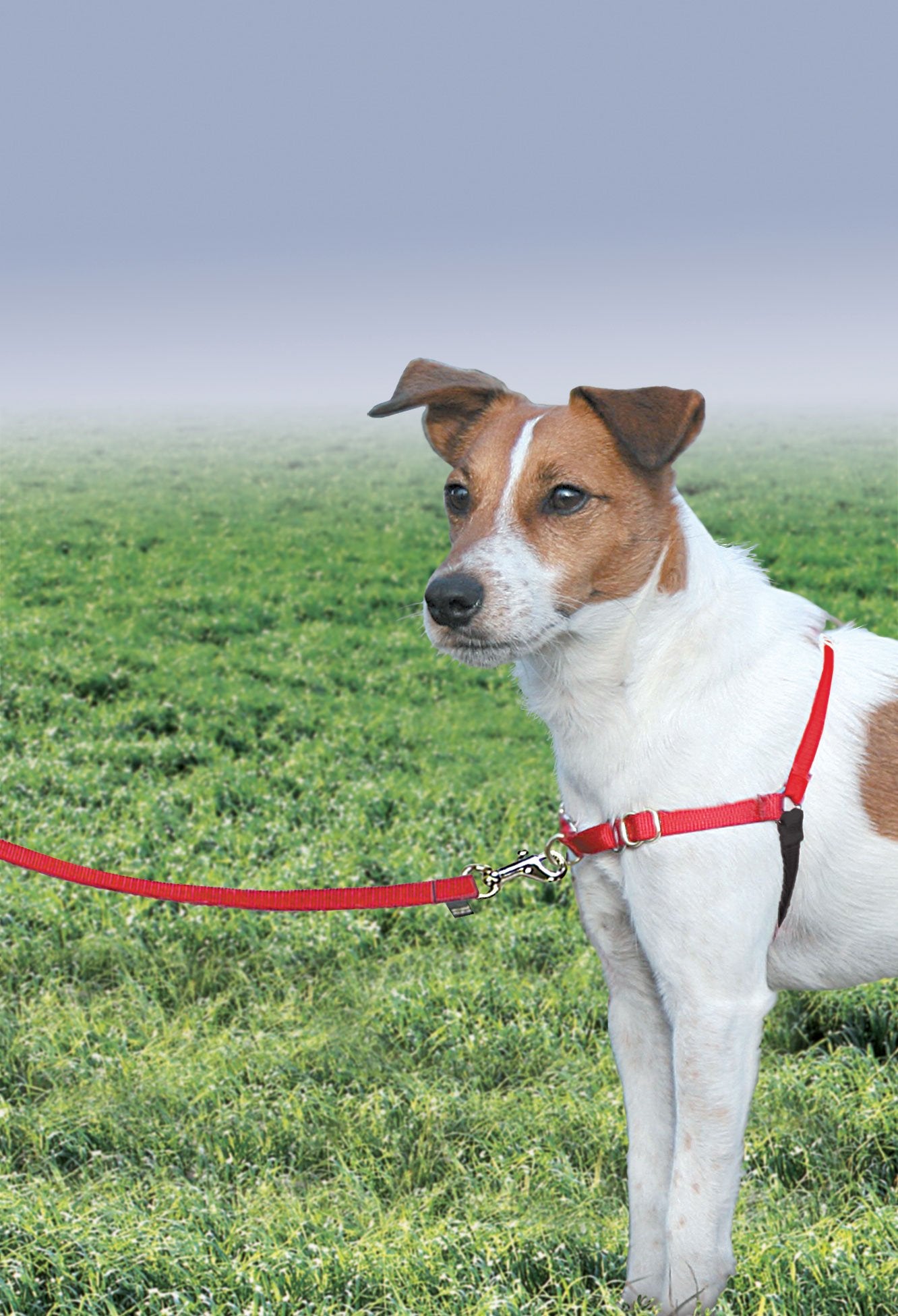 PetSafe gros plan tissu respirant pour confort prolongé