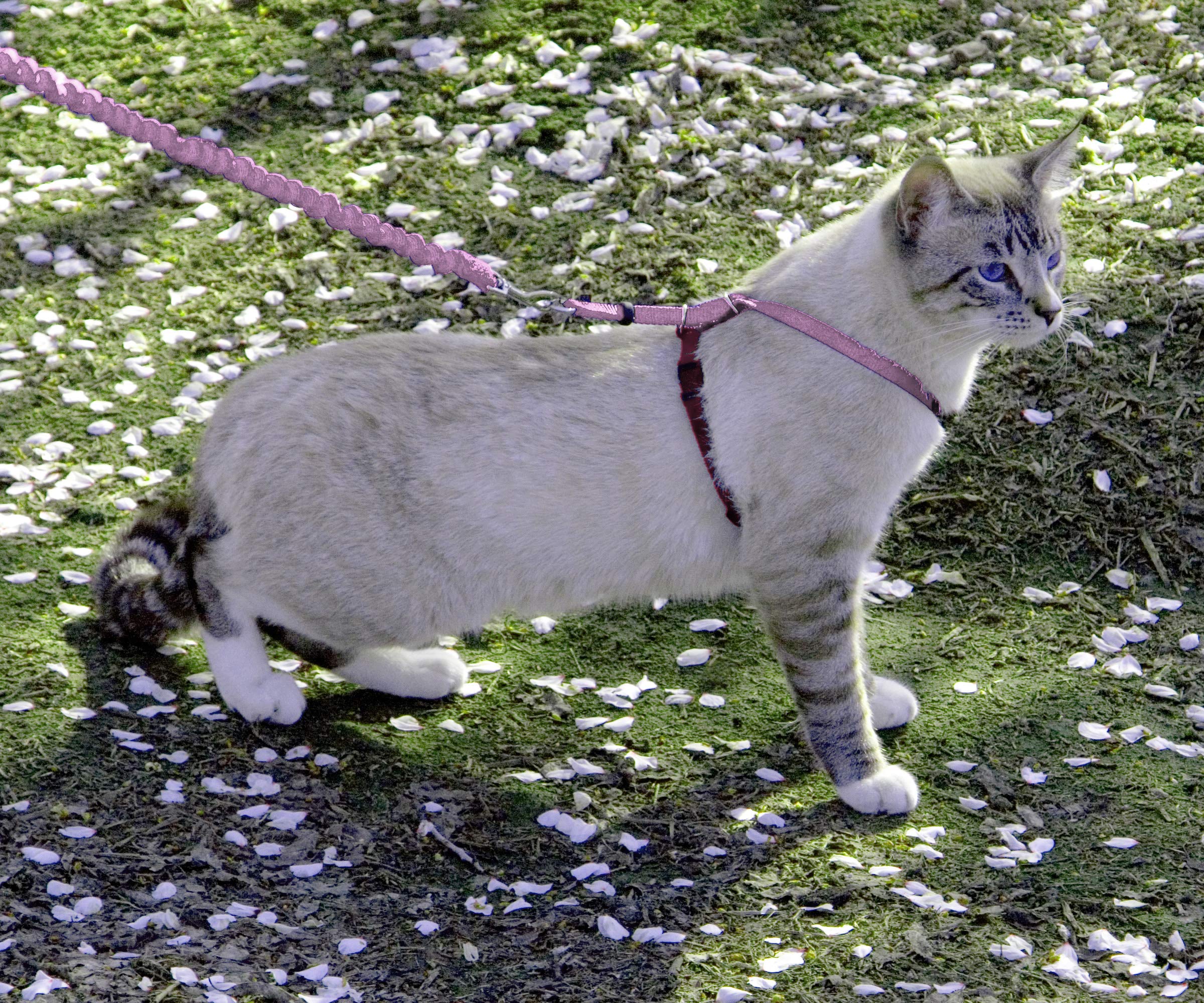 PetSafe gros plan matière douce du harnais pour confort accru