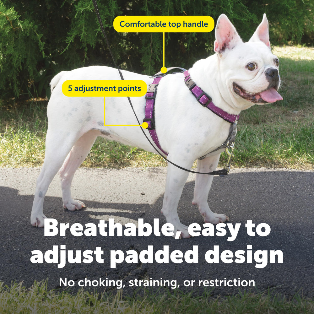 PetSafe harnais bandes réfléchissantes augmentant la visibilité nocturne