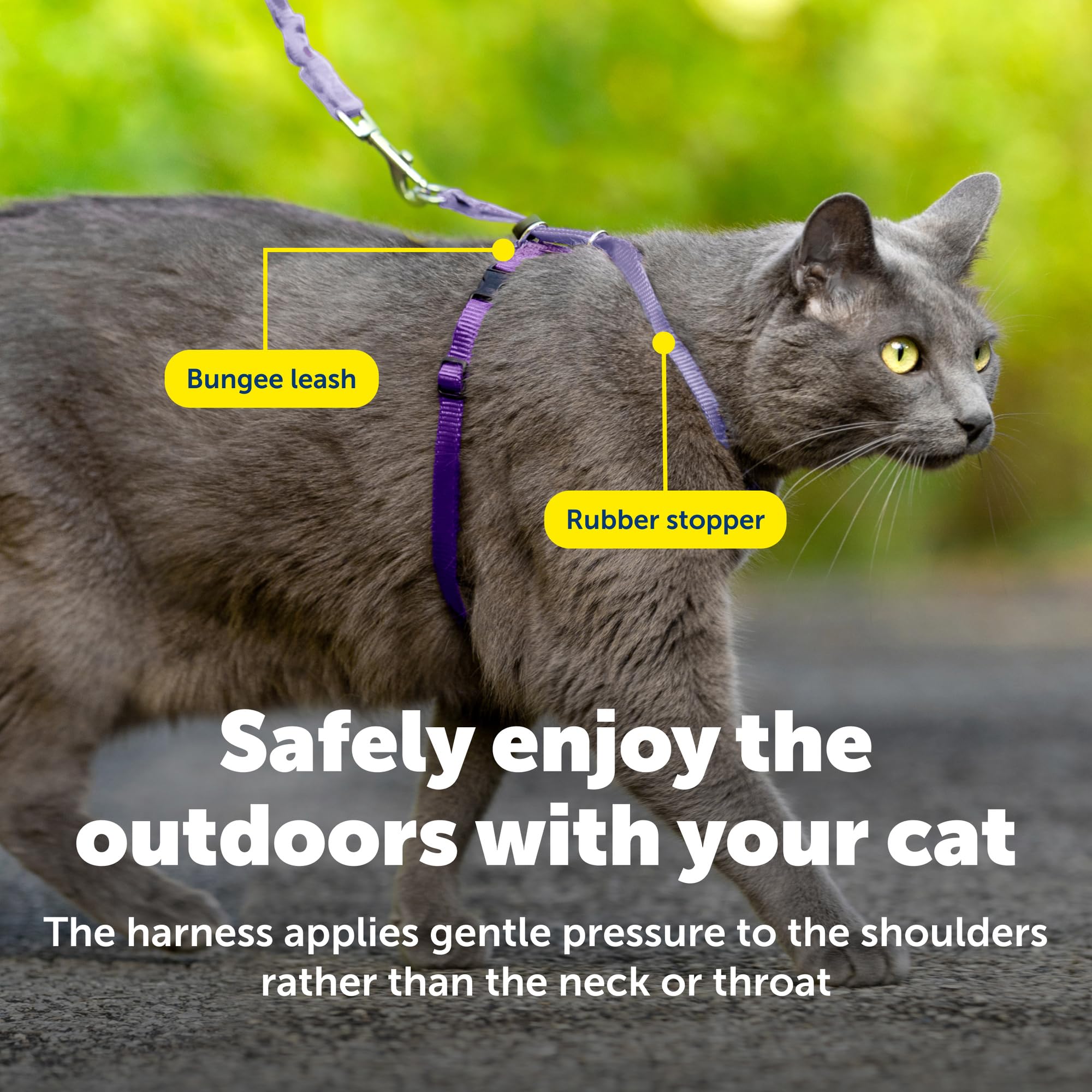PetSafe harnais porté par chat en promenade encourage exploration