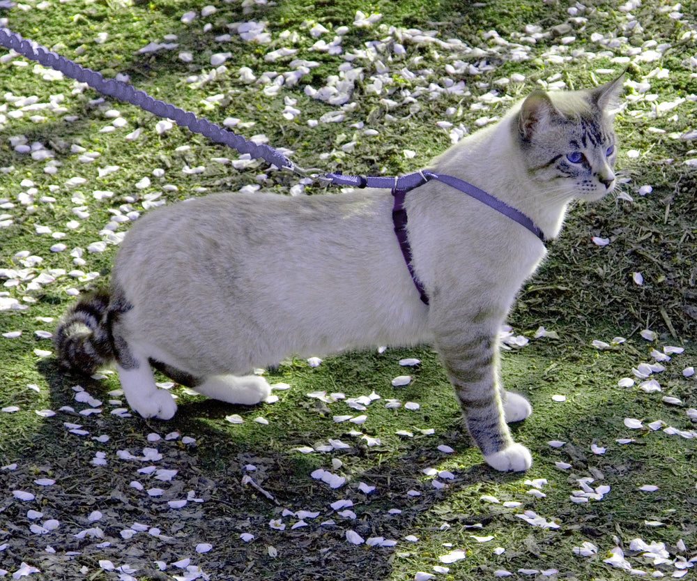 PetSafe zoom matière montrant tissu doux et durabilité