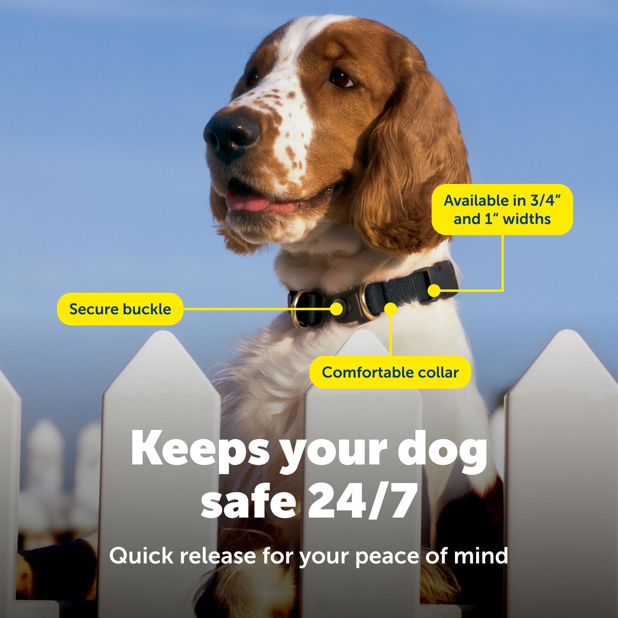PetSafe collier porté sur chien moyen confort et protection 24/7