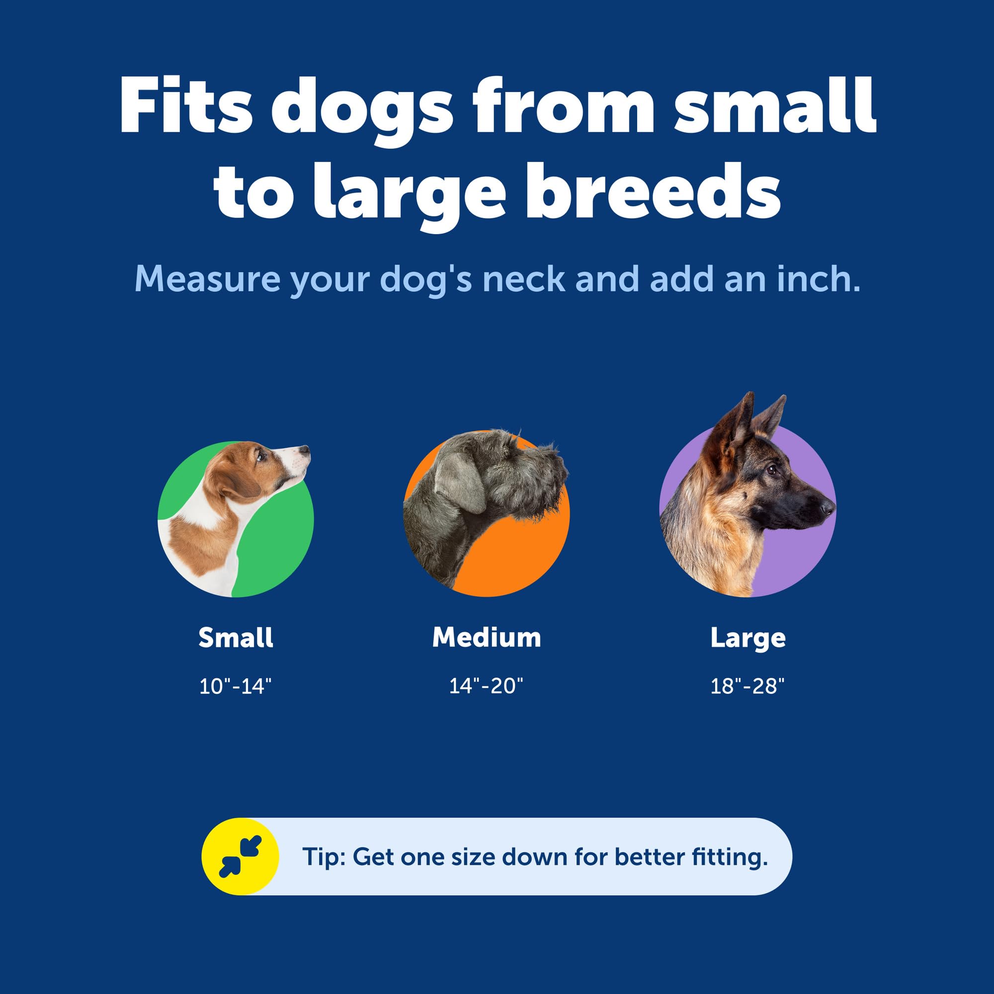 PetSafe collier posé près d'une règle pour comparaison de taille