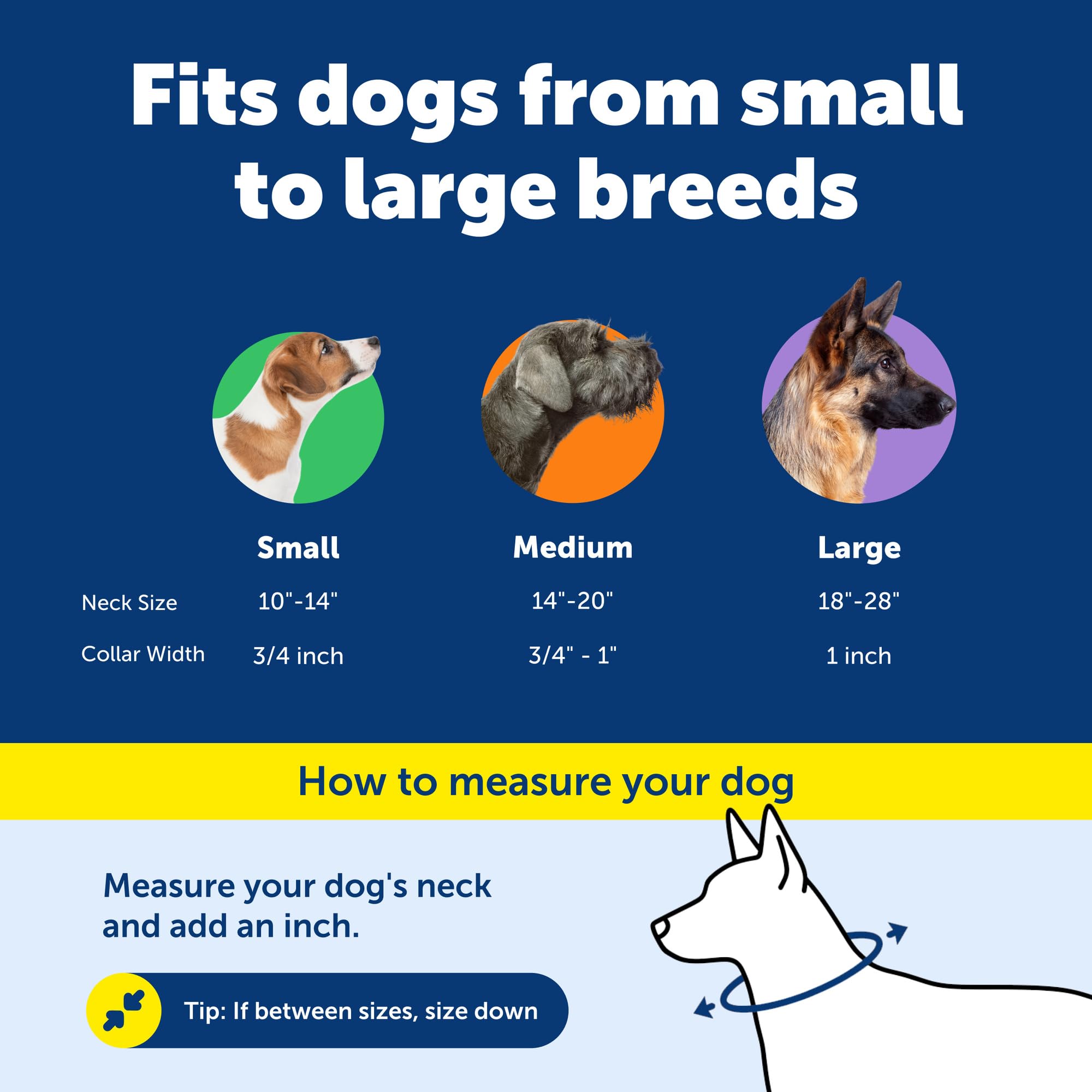 PetSafe collier à côté d'une règle pour comparaison de taille précise