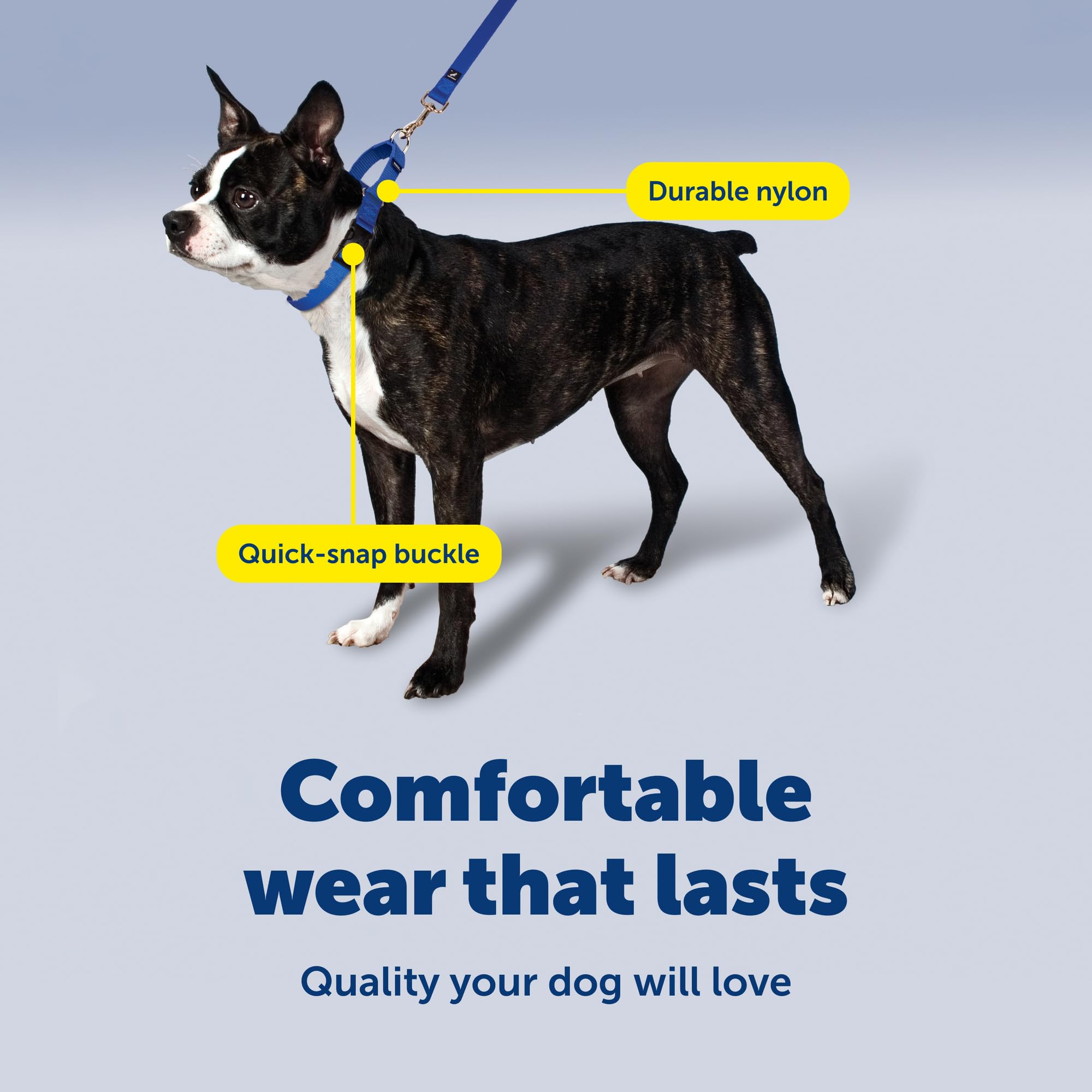 PetSafe collier porté lors d'une promenade offrant meilleure tenue