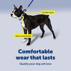 PetSafe collier porté lors d'une promenade offrant meilleure tenue