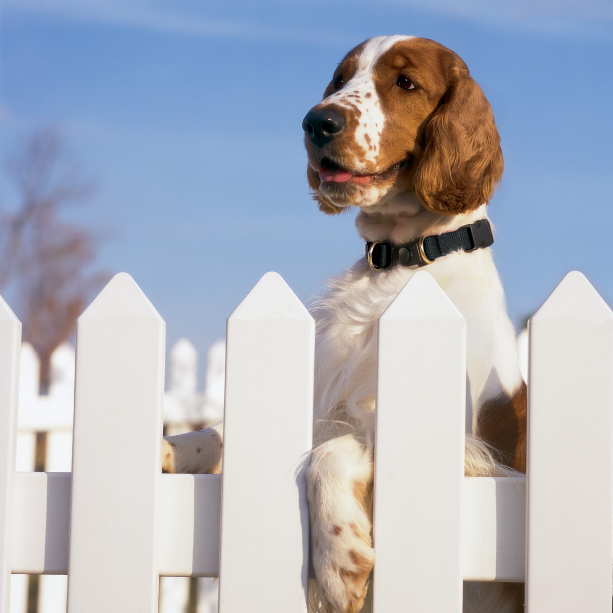 PetSafe texture du matériau proche résistante à la décoloration et au frottement