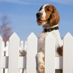 PetSafe texture du matériau proche résistante à la décoloration et au frottement