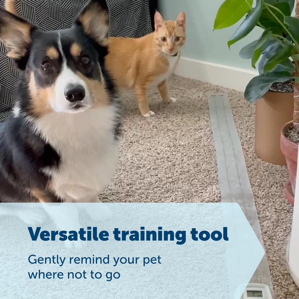 PetSafe ScatMat posé sur un canapé dissuadant chien ou chat de monter