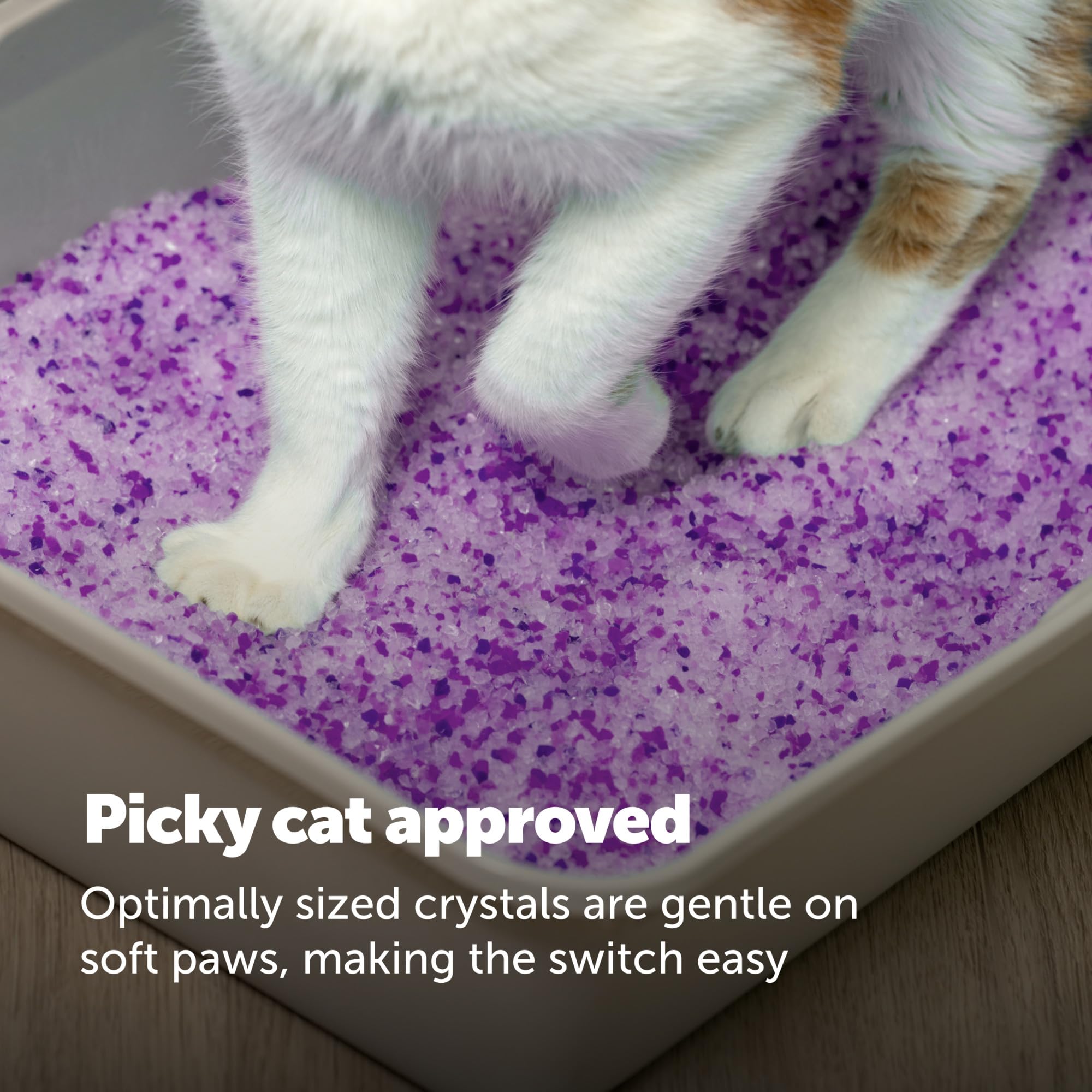 PetSafe zoom sur parfum lavande indiquant fraîcheur subtile et agréable