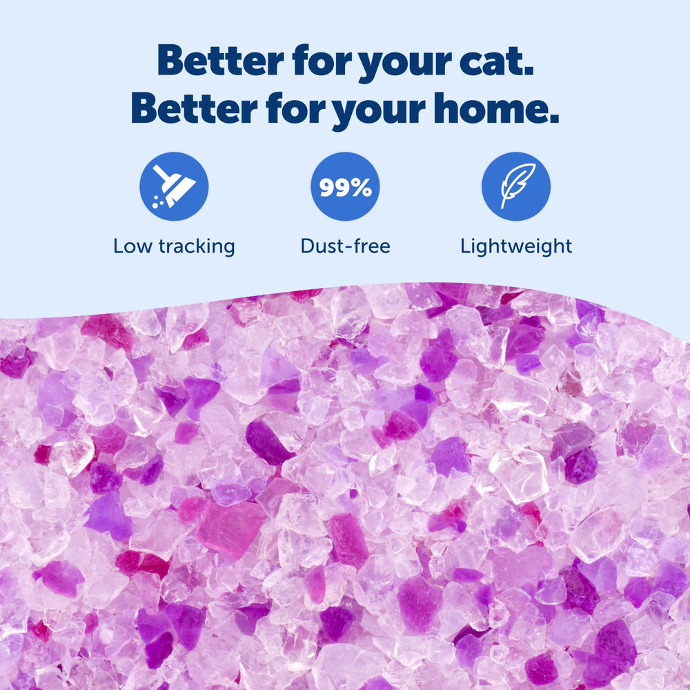 PetSafe litière versée dans bac réutilisable, facilite entretien et hygiène